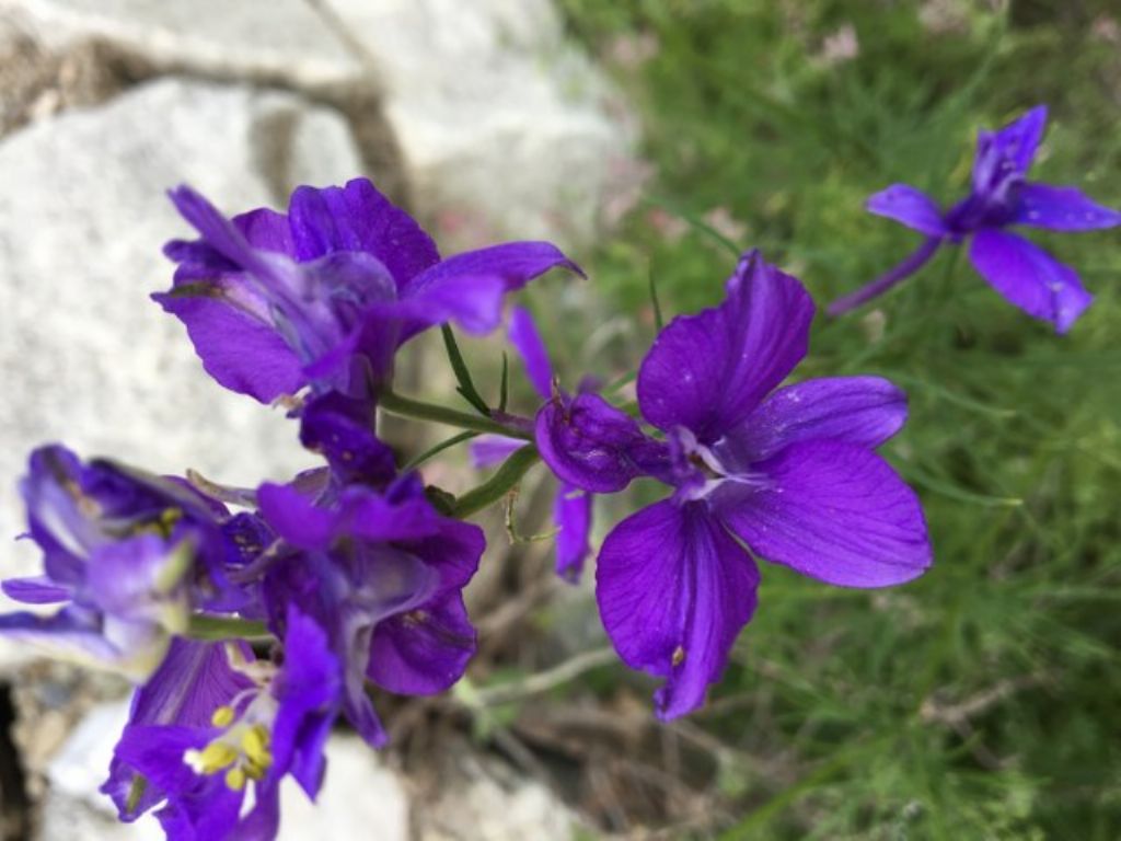 Delphinium sp. , Ranunculaceae.